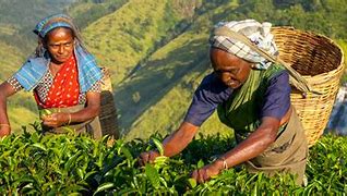 Sustainable farming practices